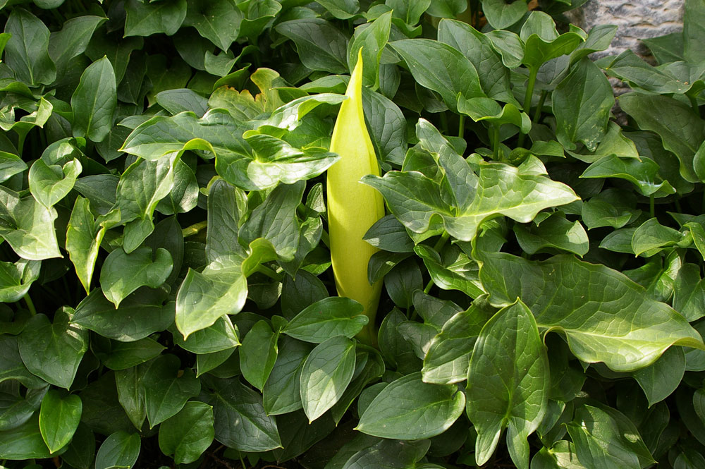 Arum italicum / Gigaro chiaro